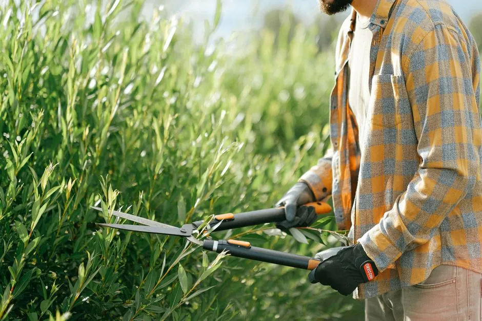 Jardin amenage et entretenu